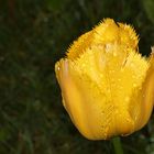 Tulpe