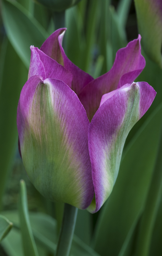 Tulpe