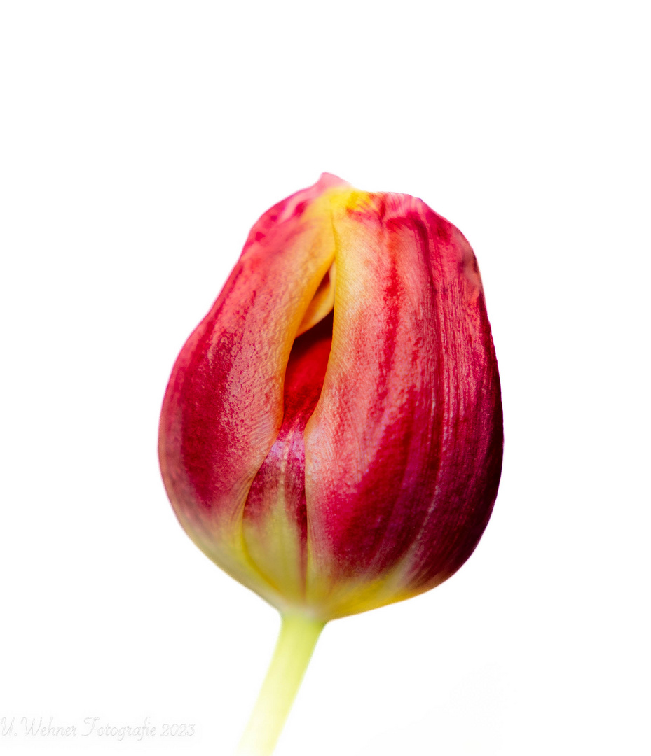 Tulpe