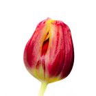 Tulpe