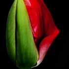 Tulpe