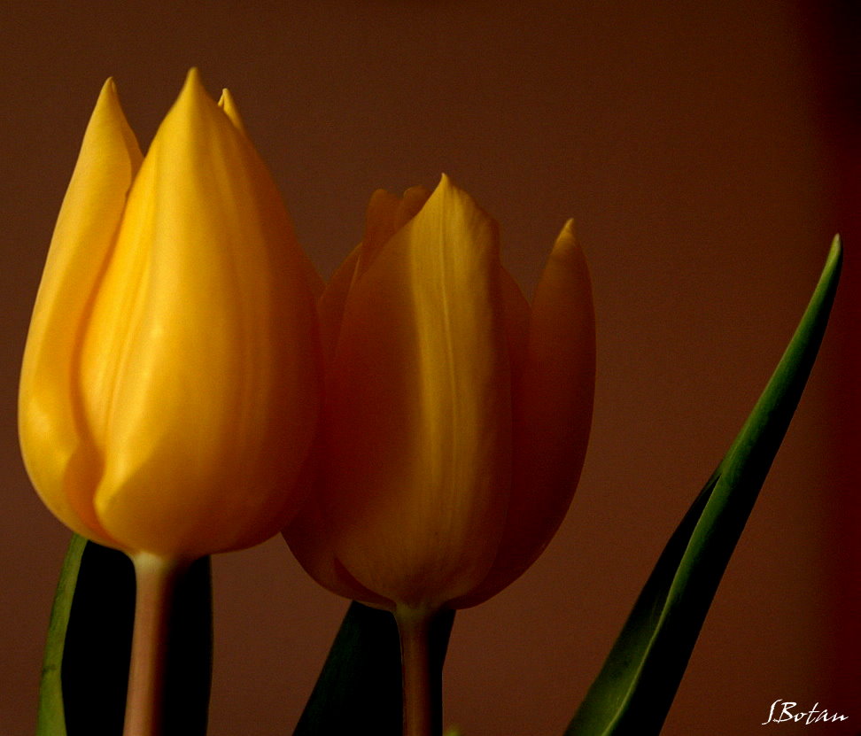 Tulpe...