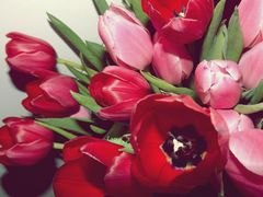 Tulpe