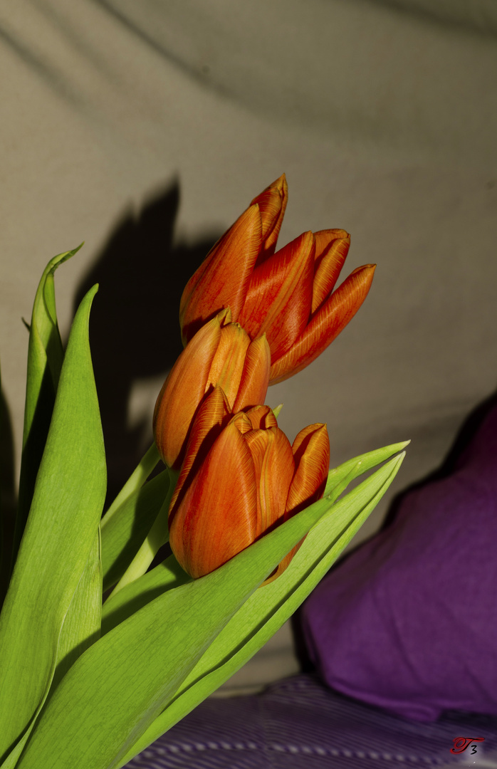 Tulpe