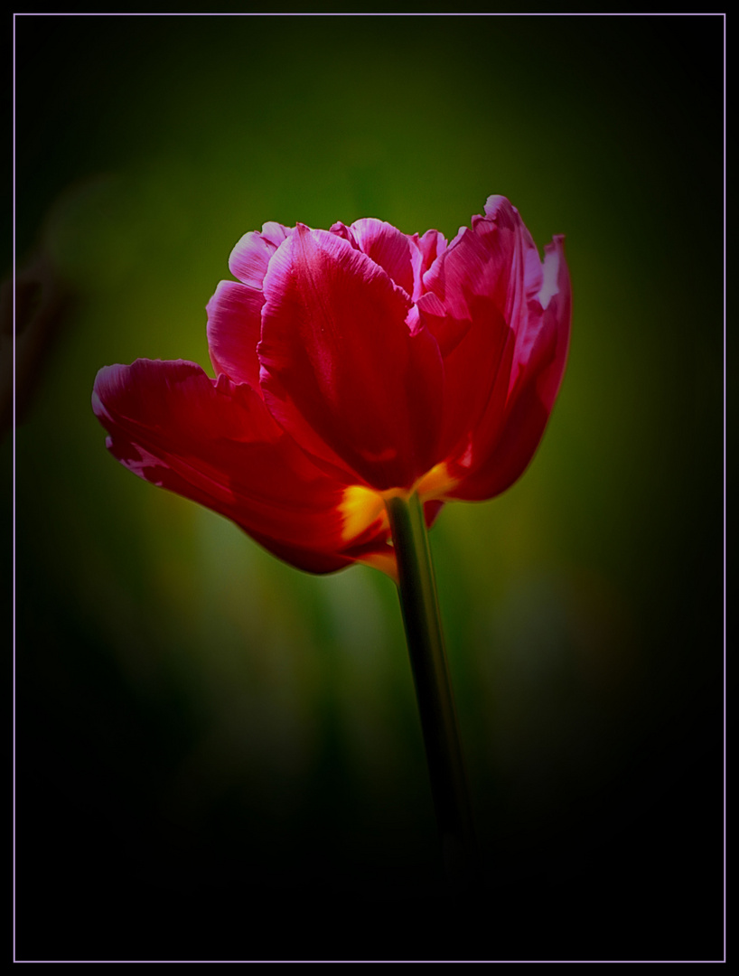 Tulpe 