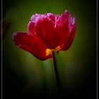 Tulpe 