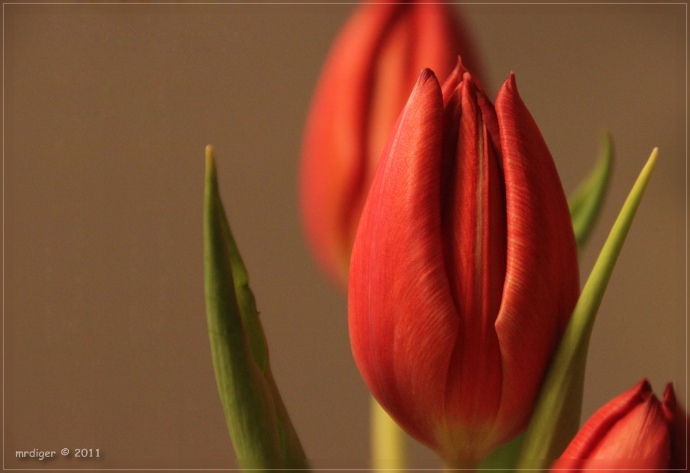 Tulpe