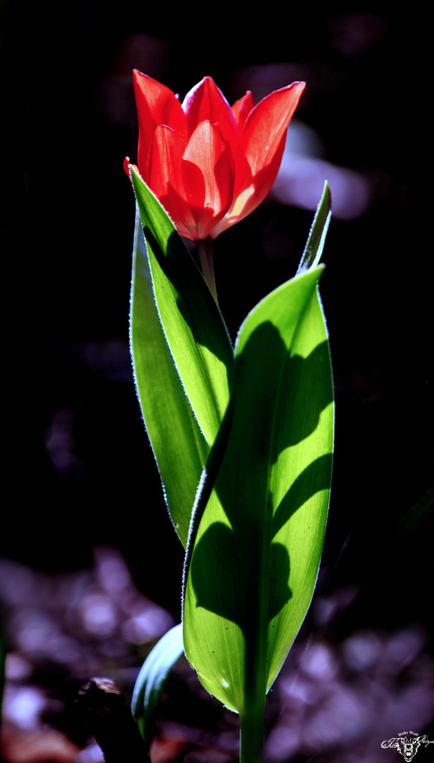 Tulpe 