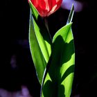 Tulpe 