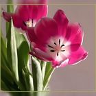 Tulpe