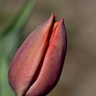 Tulpe