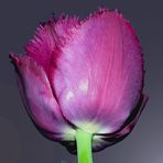 Tulpe