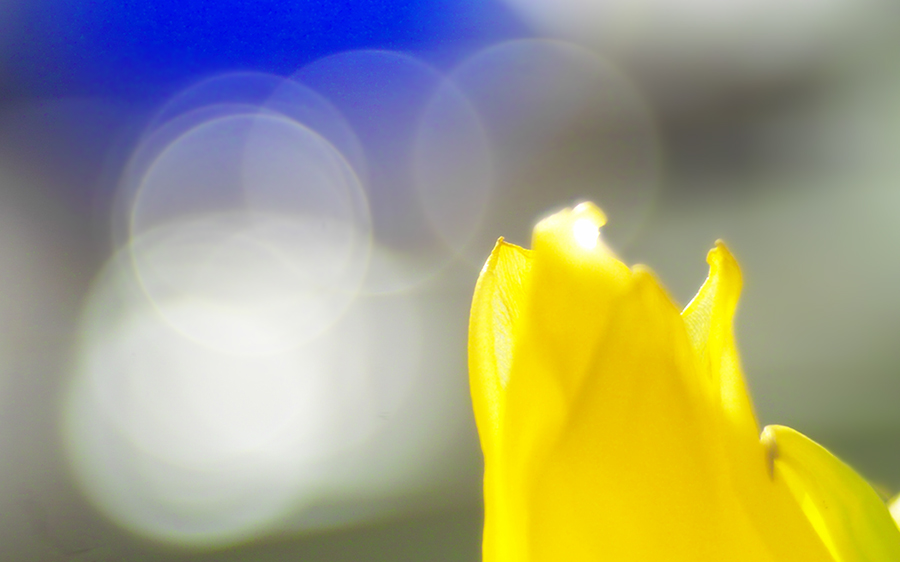 Tulpe 