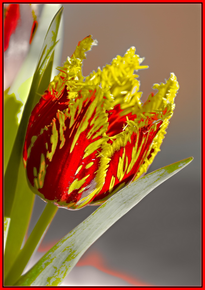 Tulpe