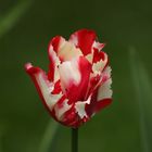 Tulpe