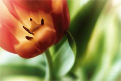 Tulpe (6)