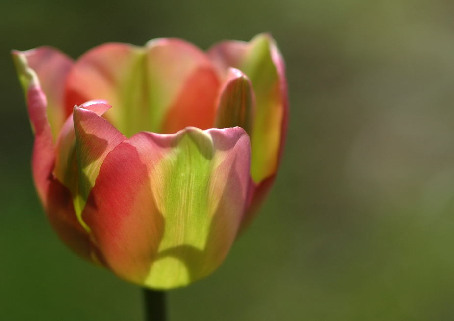 Tulpe von Helmut Pakulla