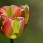 Tulpe