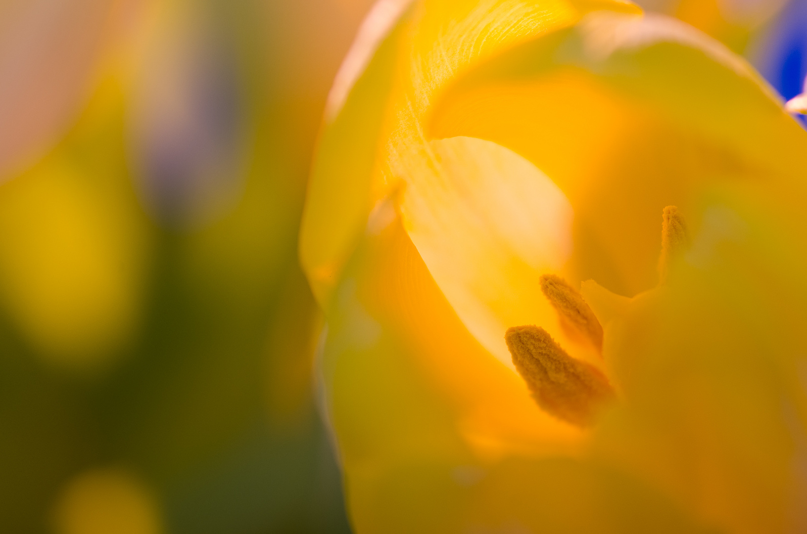 Tulpe