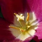 Tulpe