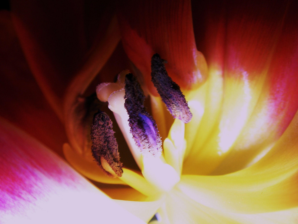 Tulpe