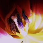 Tulpe