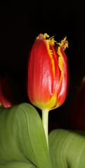 Tulpe