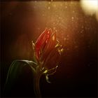 []...tulpe...[]