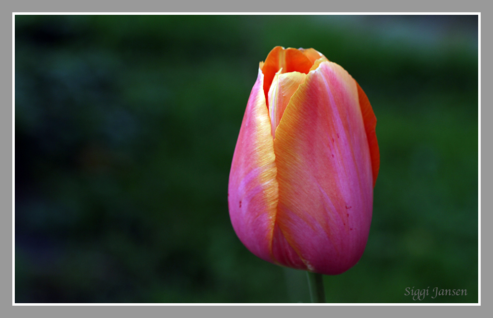 Tulpe