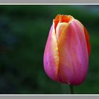 Tulpe