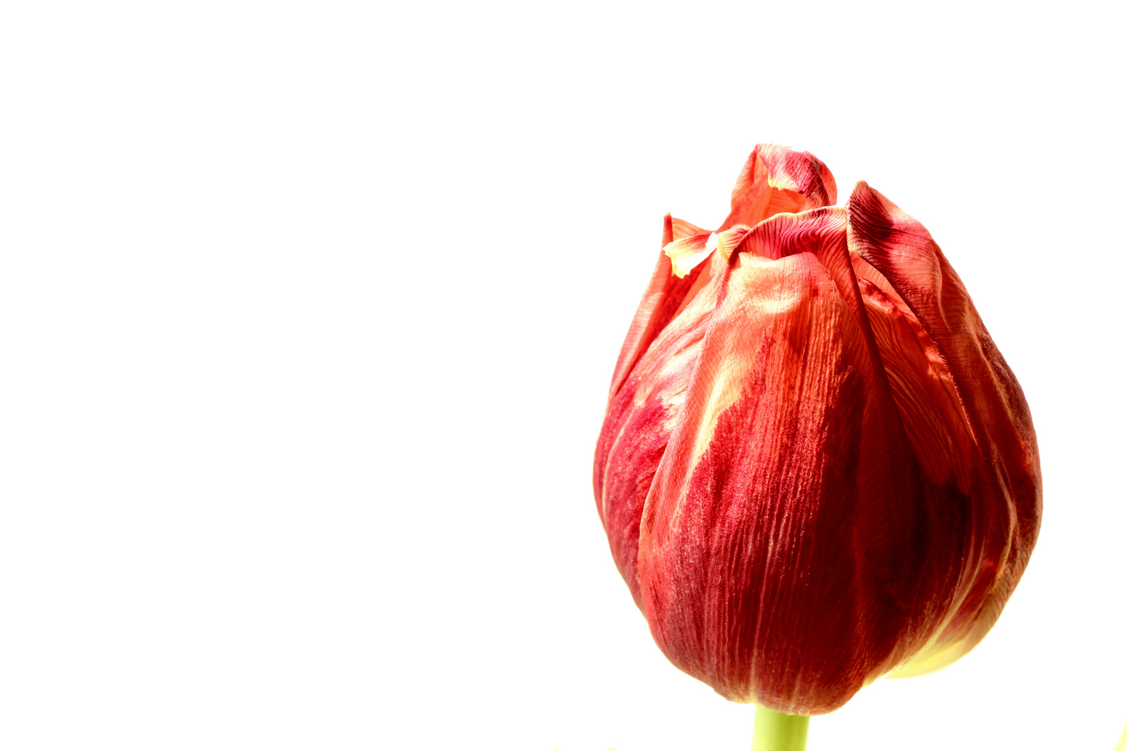 Tulpe