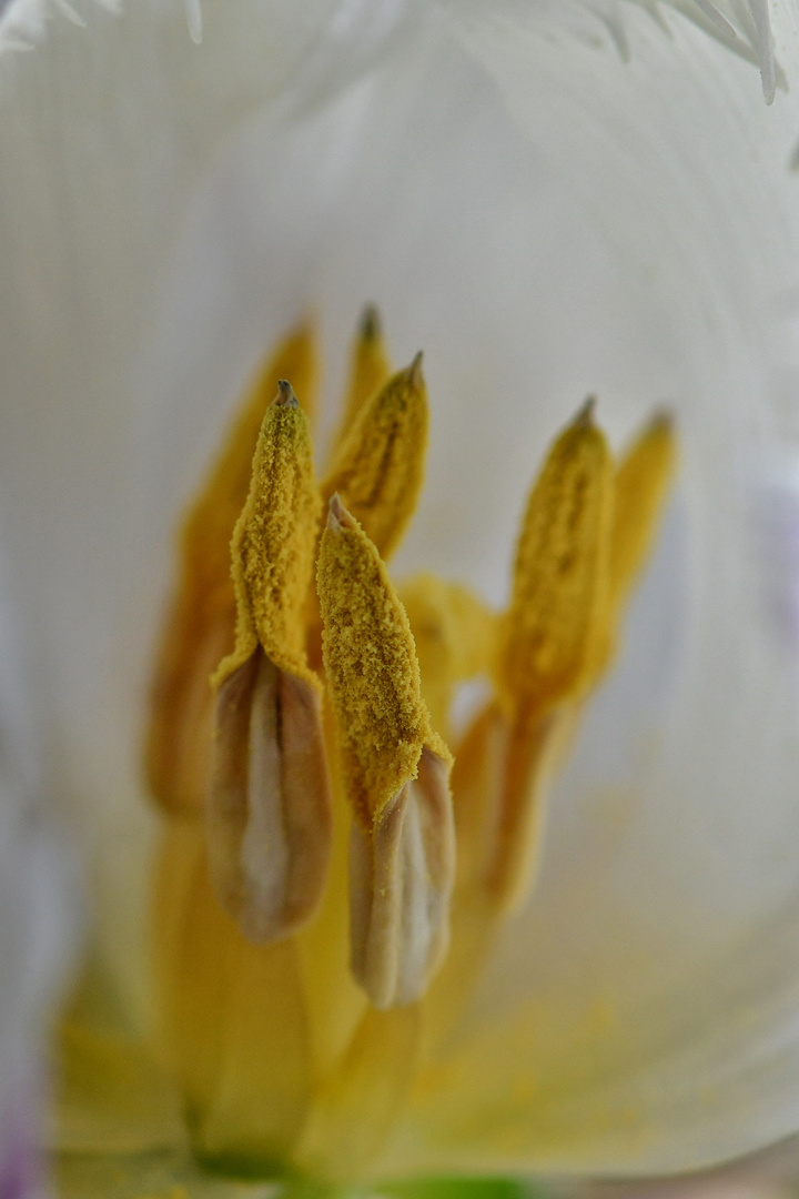 Tulpe