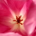 Tulpe 