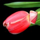 Tulpe