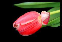 Tulpe