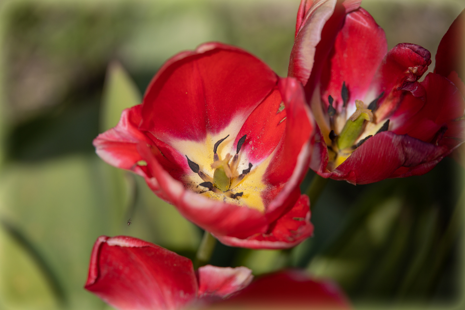 Tulpe