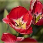 Tulpe