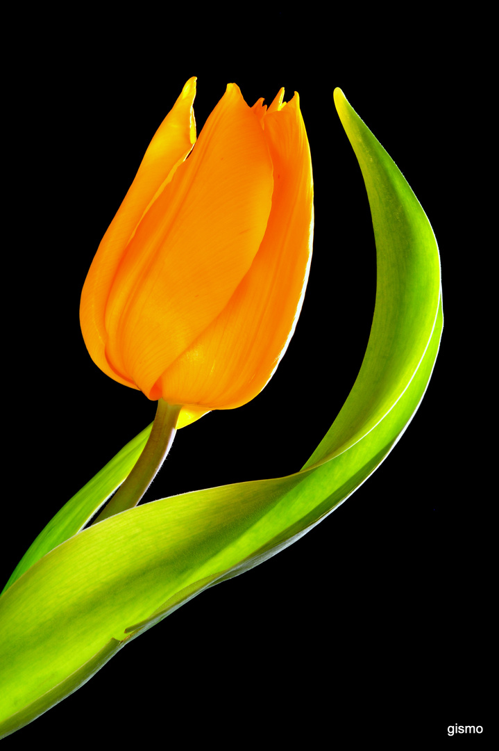 Tulpe