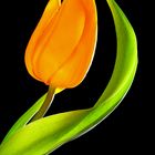 Tulpe