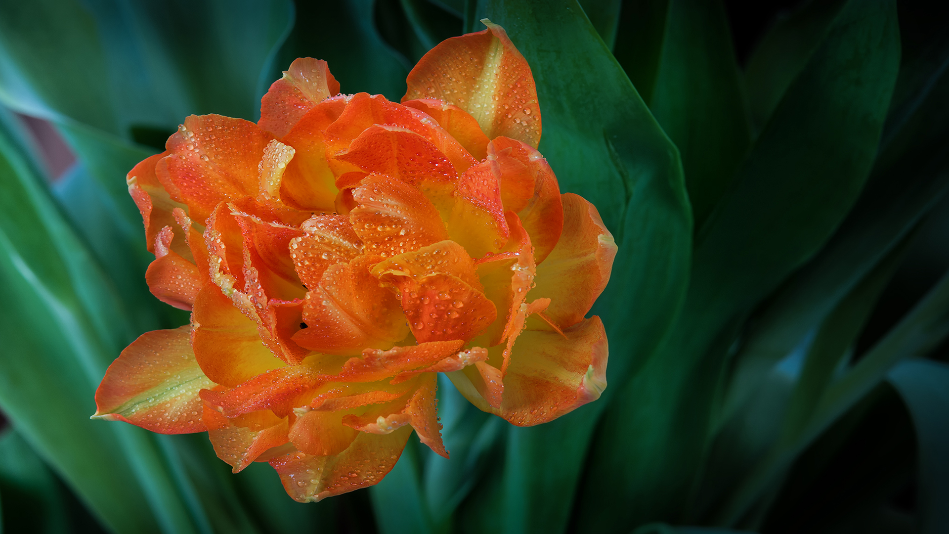 Tulpe