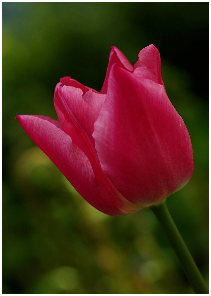 Tulpe