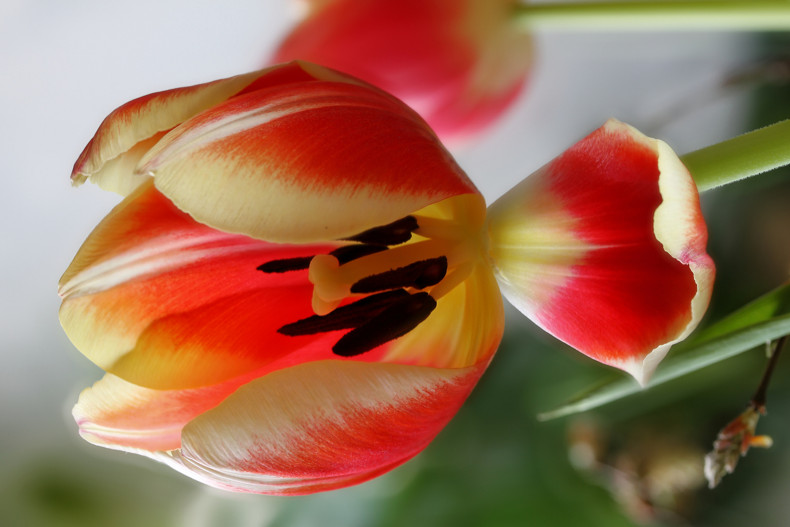 Tulpe