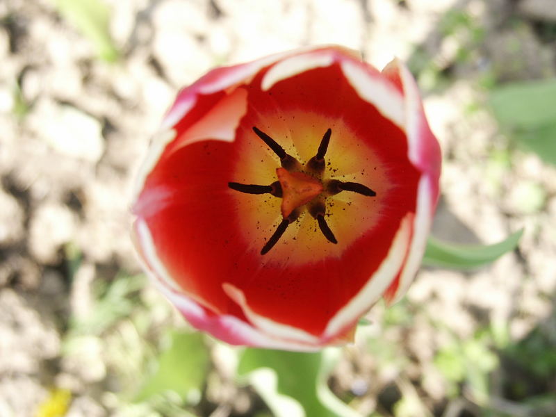 Tulpe