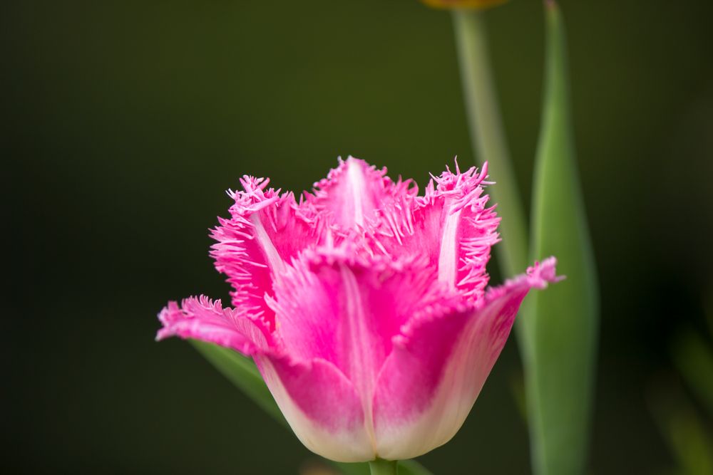 Tulpe