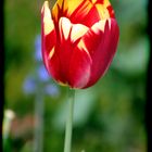 Tulpe