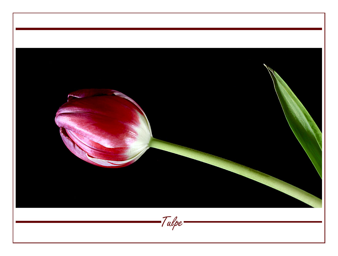 >>Tulpe