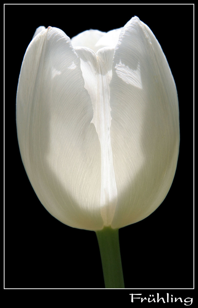 Tulpe