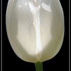 Tulpe