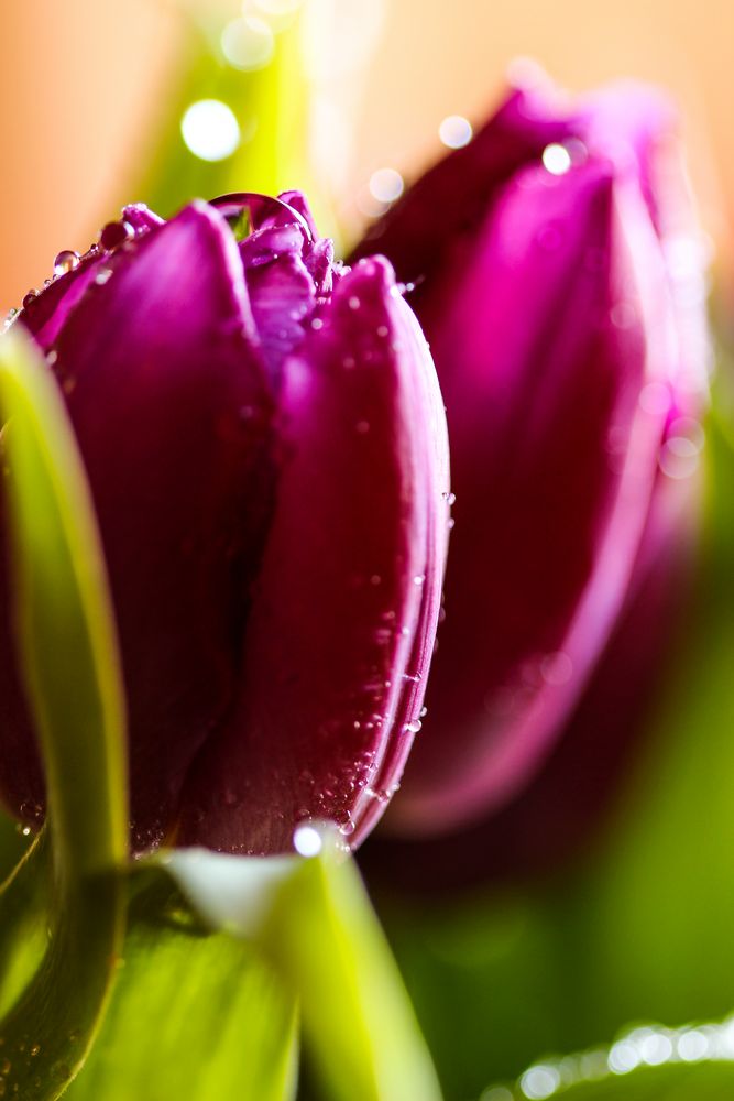 Tulpe