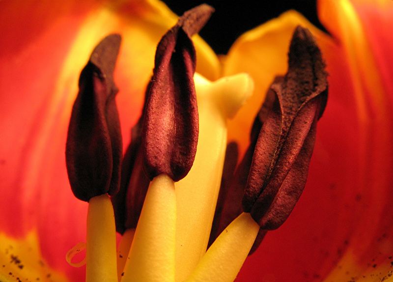 Tulpe